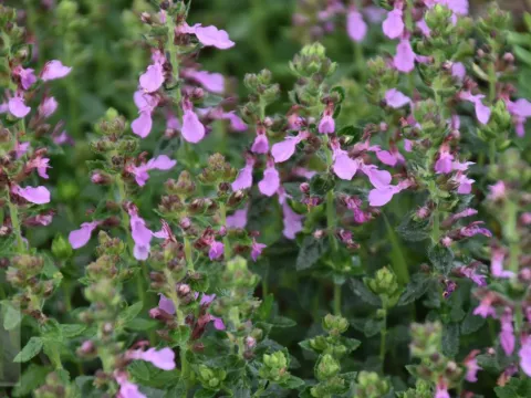Teucrium chamaedrys 'Nanum'