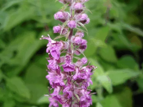 Teucrium hyrcanicum 'Paradise Delight'
