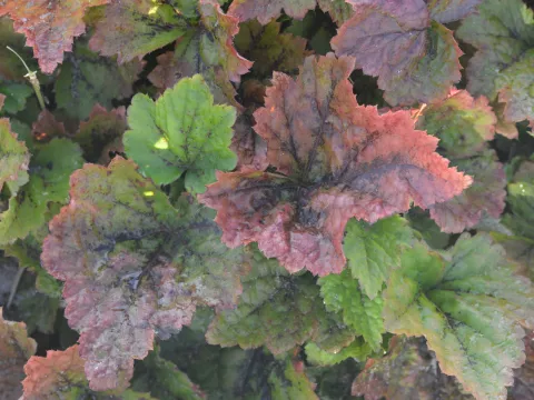 Tellima grandiflora 'Rubra'