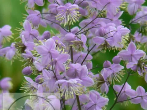 Thalictrum del. 'Ankum'