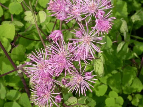 Thalictrum aquilegifolium