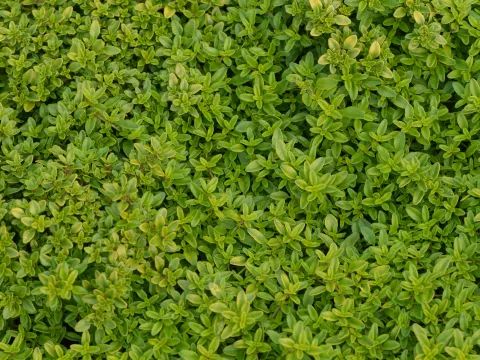 Thymus citriodorus 'Aureus'