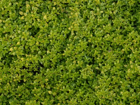 Thymus citriodorus 'Bertram Anderson'