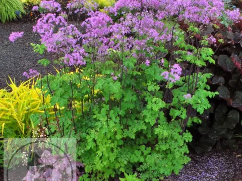 Thalictrum 'Black Stockings'