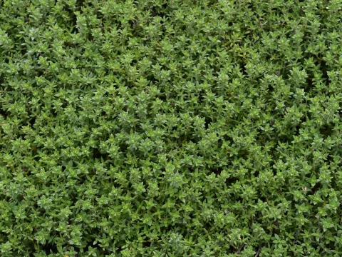 Thymus vulgaris 'Compactus'