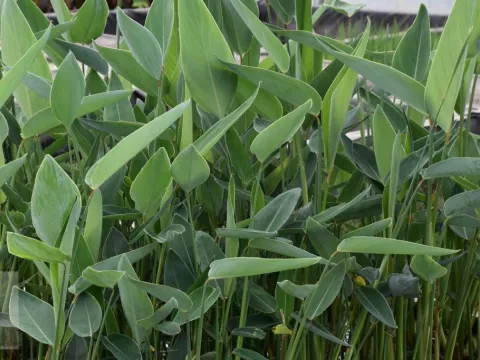 Thalia dealbata 3 Liter