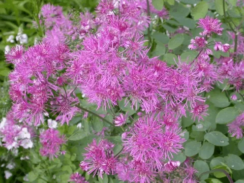 Thalictrum delavayi (dipterocarpum)