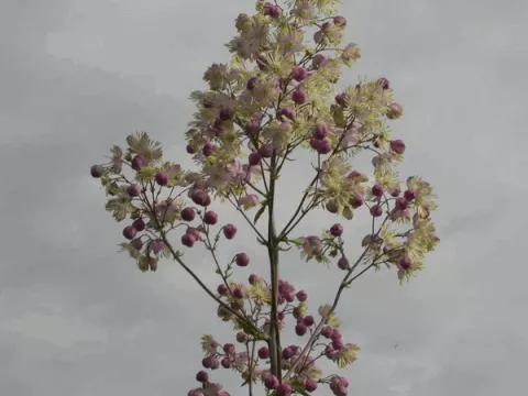 Thalictrum hybr. 'Elin'