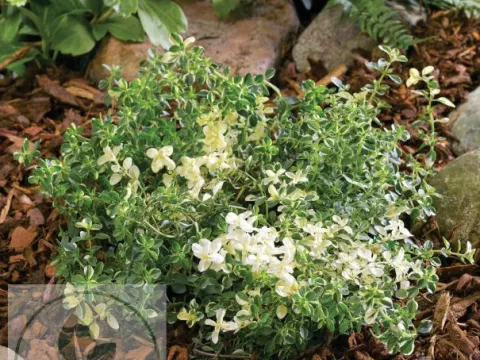 Thymus pulegioides 'Foxley'