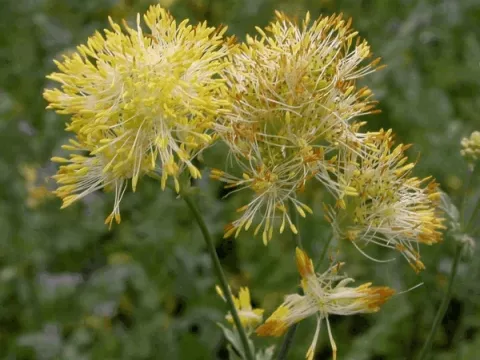 Thalictrum flavum ssp. glaucum