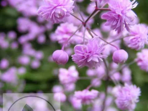 Thalictrum del. 'Hewitt's Double'