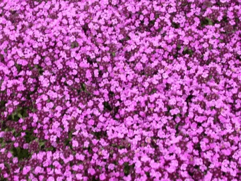 Thymus praecox 'Purple Beauty' ('Atropurpureum')