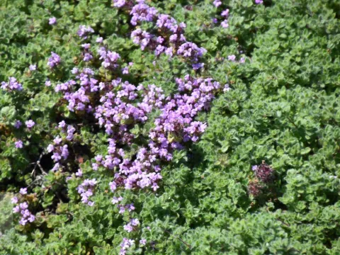 Thymus praecox var. pseudolanuginosus
