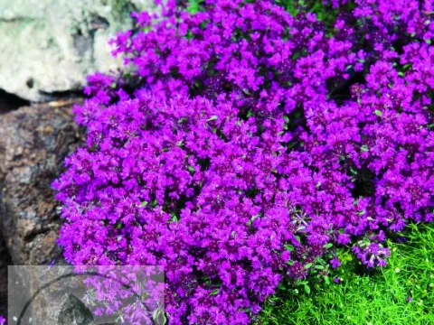 Thymus praecox 'Red Carpet'