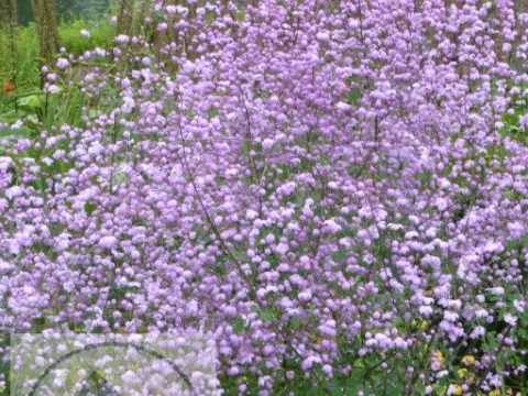 Thalictrum hybr. 'Splendide'