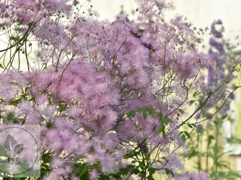 Thalictrum aquil. 'The Cloud'