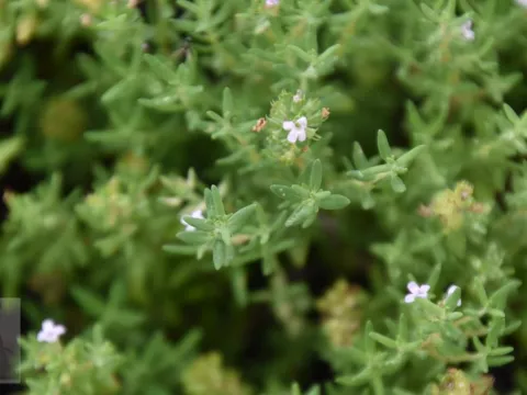 Thymus vulgaris