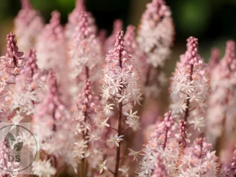 Tiarella 'Angel Wings'