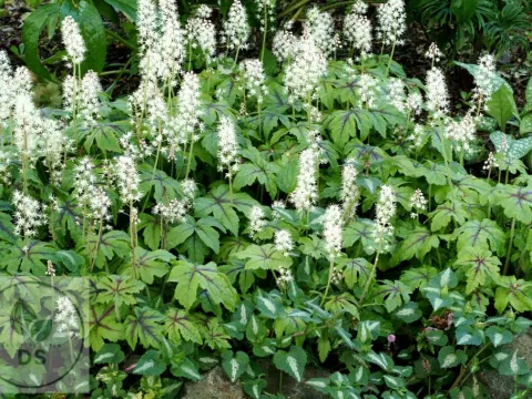 Tiarella 'Jeepers Creepers'