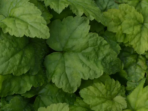 Tiarella cordifolia 'Moorgrün'
