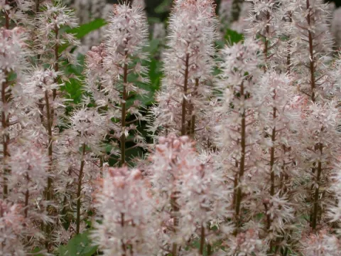 Tiarella 'Pink Bouquet'