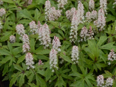 Tiarella 'Pink Skyrocket'