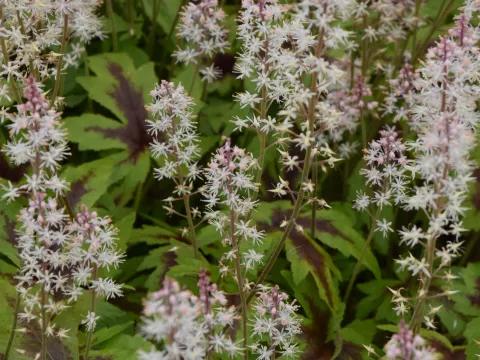 Tiarella 'Sugar and Spice'