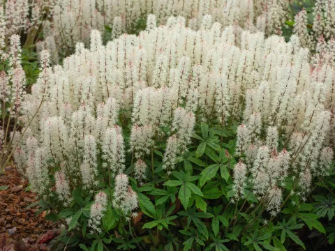 Tiarella 'Spring Symphony'