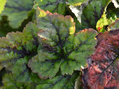 Tiarella 'Tiger Stripe'