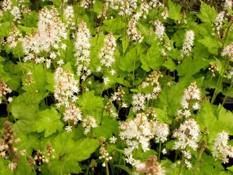 Tiarella wherryi