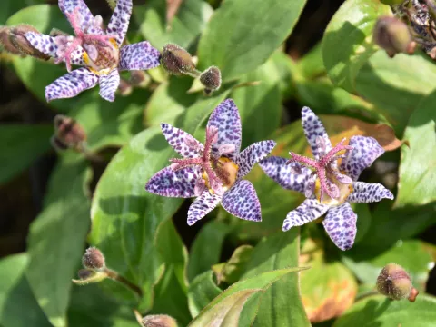 Tricyrthis 'Dark Form'