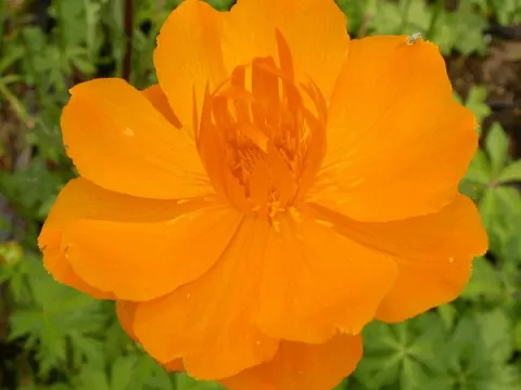 Trollius chin. 'Golden Queen'