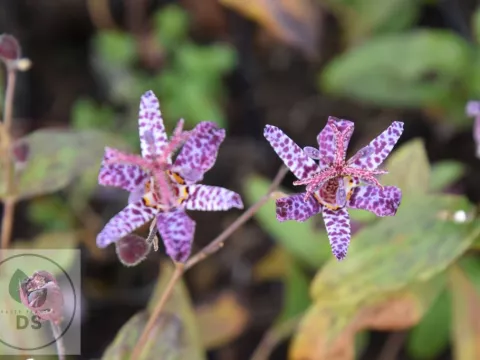Tricyrtis hirta 'Miyazaki'
