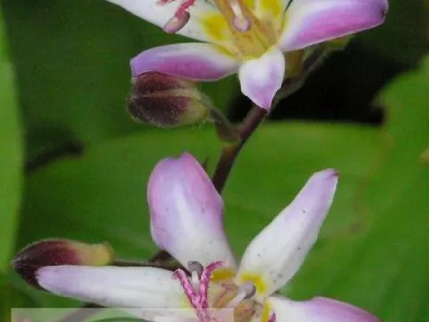 Tricyrtis 'Tojen'