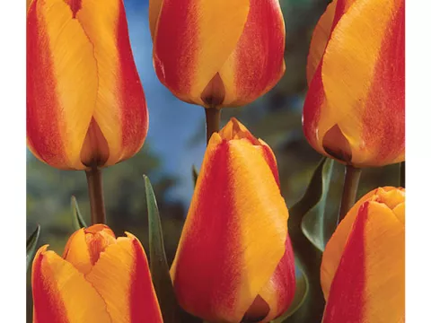 Tulipa Darwin hybr. 'Apeldoorn Elite'