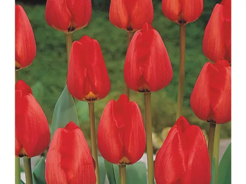 Tulipa Darwin hybr. 'Apeldoorn'