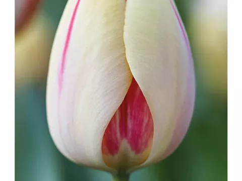 Tulipa Darwin hybr. 'Burning Heart'