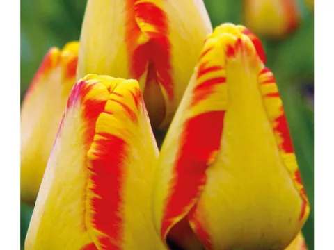 Tulipa Darwin hybr. 'Banja Luka'