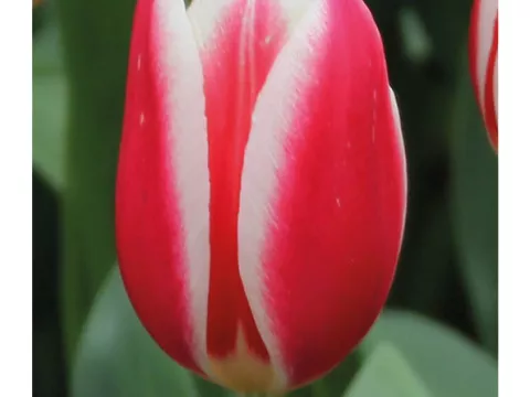 Tulipa Darwin Delight 'Candy Apple Delight'