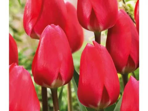 Tulipa Darwin Delight 'Cherry Delight'