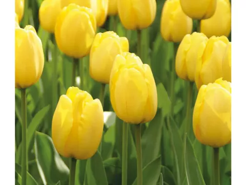 Tulipa Darwin hybr. 'Golden Parade'