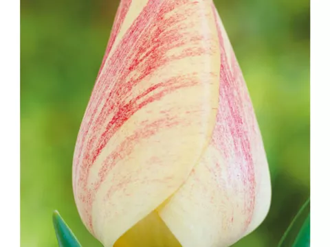 Tulipa Darwin hybr. 'Guidosnik'