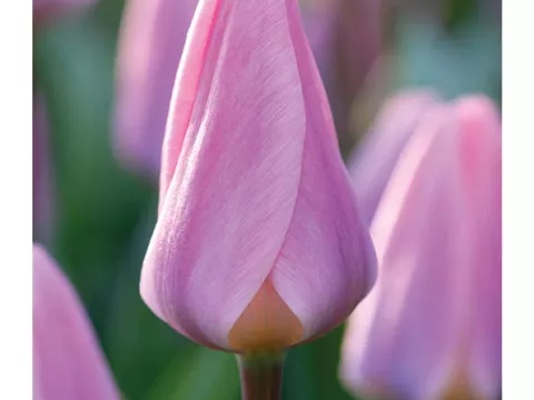 Tulipa Darwin hybr. 'Light and Dreamy'