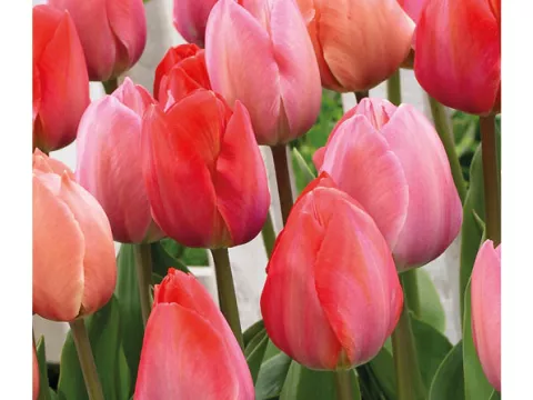 Tulipa Darwin hybr. 'Mix van Eijk'