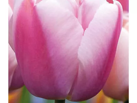 Tulipa Darwin hybr. 'Ollioules'