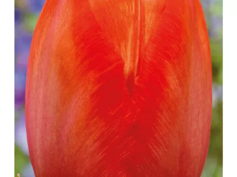 Tulipa Darwin hybr. 'Orange van Eijk'