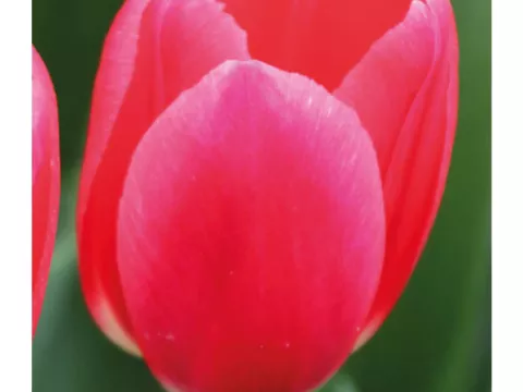 Tulipa Darwin Delight 'Rosy Delight'