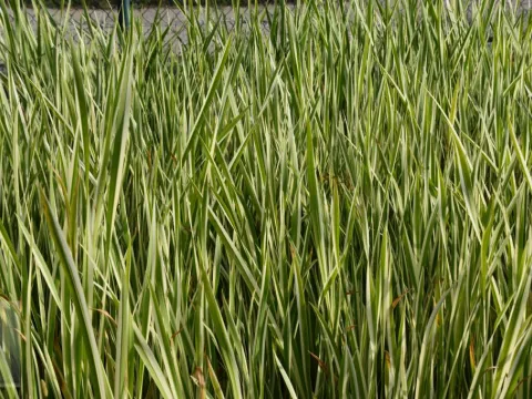 Typha latifolia 'Variegata'