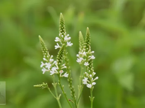 Verbena hastata 'Alba'