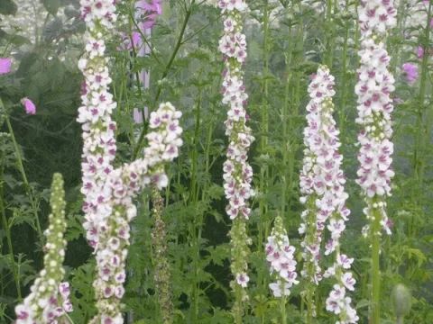 Verbascum chaixii 'Album'